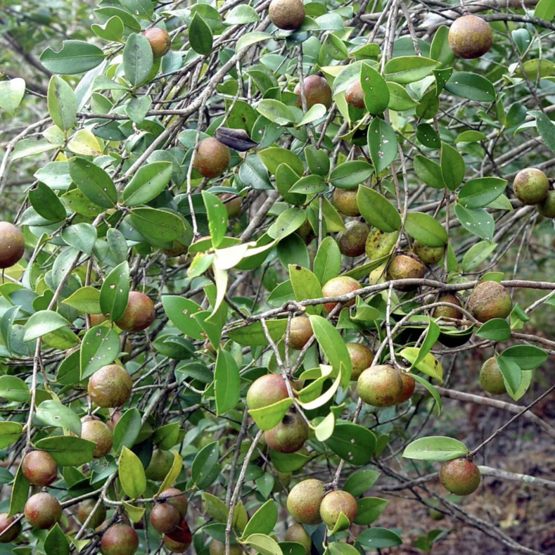 Kamelijos gėlių sėklos